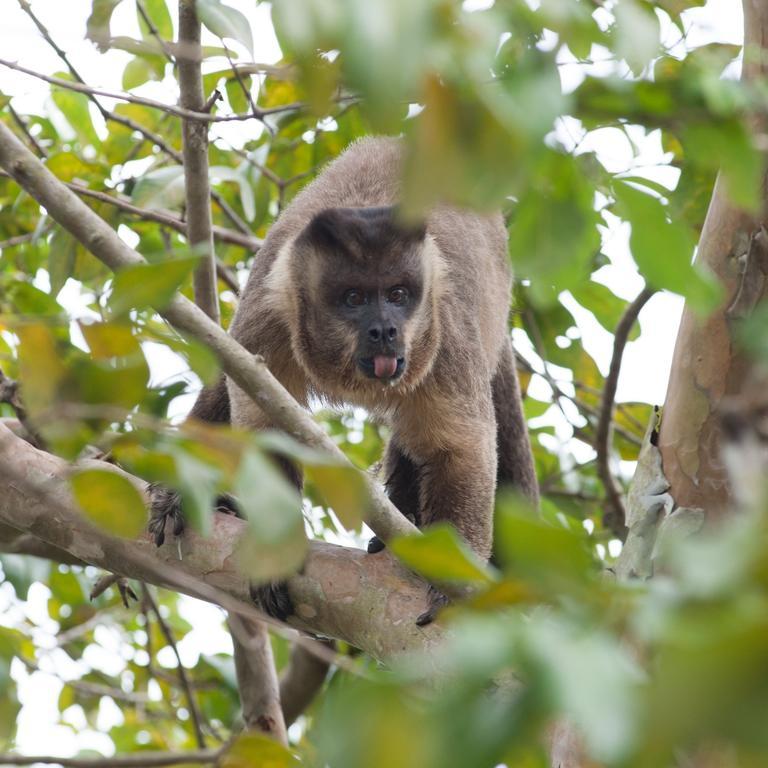Carvoalzinho Pousada Araras Pantanal Eco Lodge מראה חיצוני תמונה