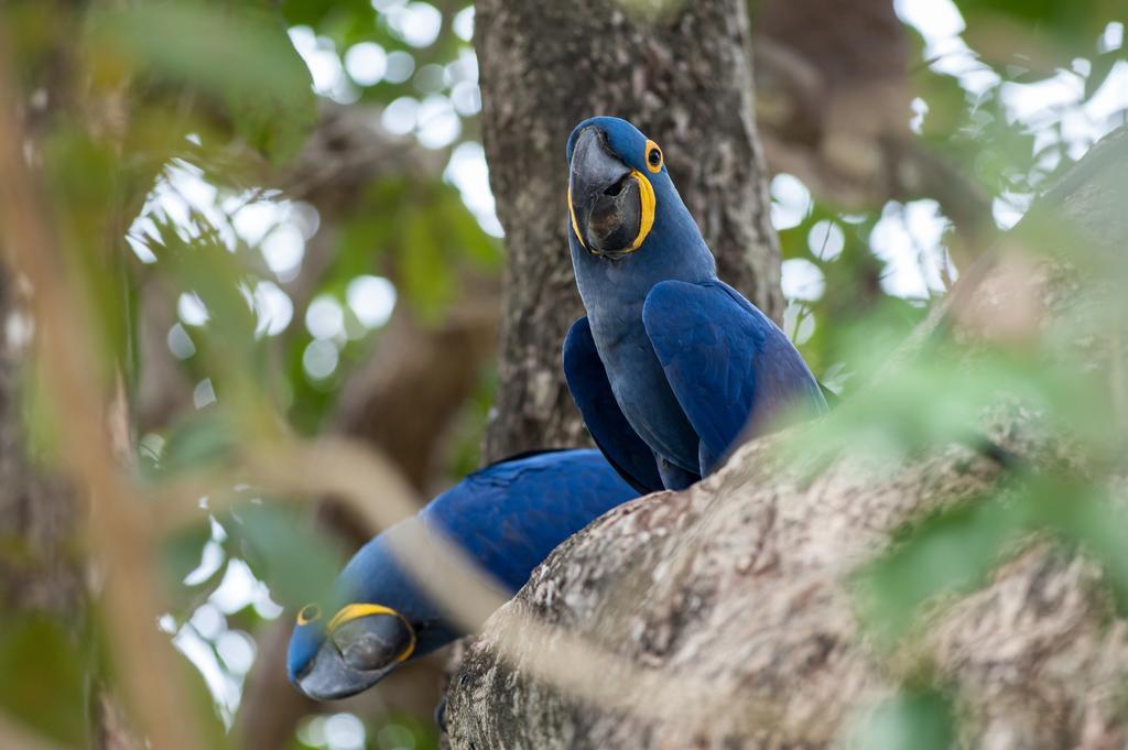 Carvoalzinho Pousada Araras Pantanal Eco Lodge מראה חיצוני תמונה