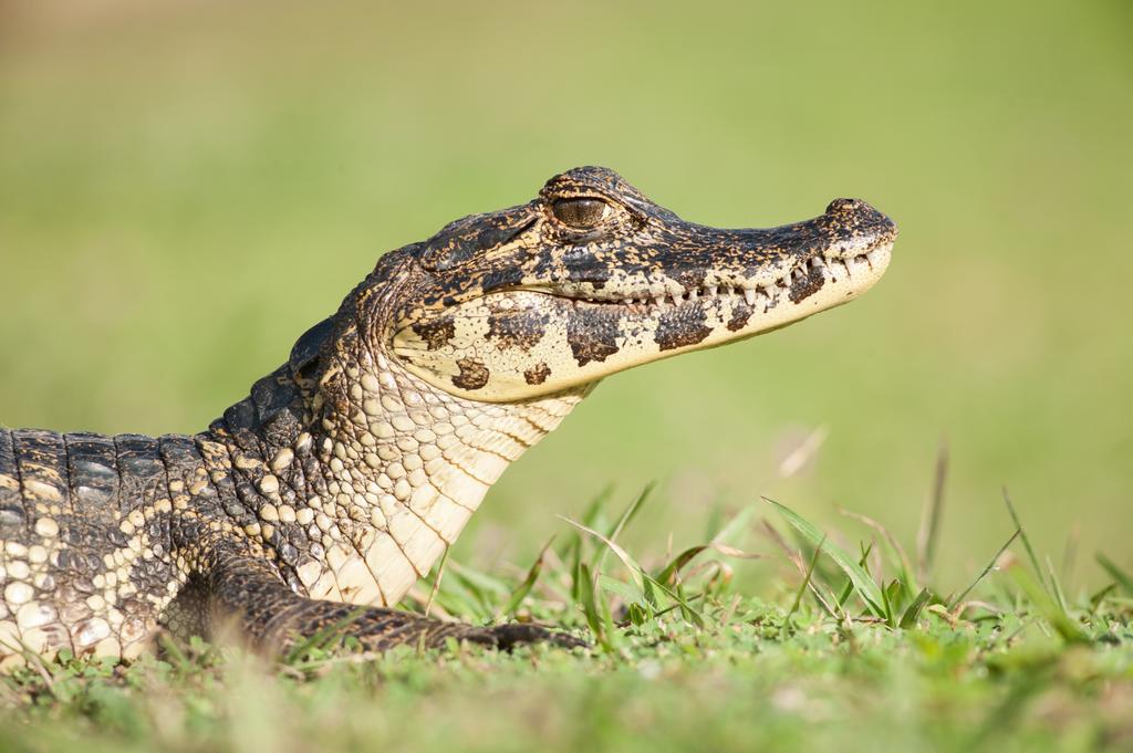 Carvoalzinho Pousada Araras Pantanal Eco Lodge מראה חיצוני תמונה
